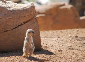 PRESLATKO: Merkati će vam ulepšati ovo jutro (VIDEO)