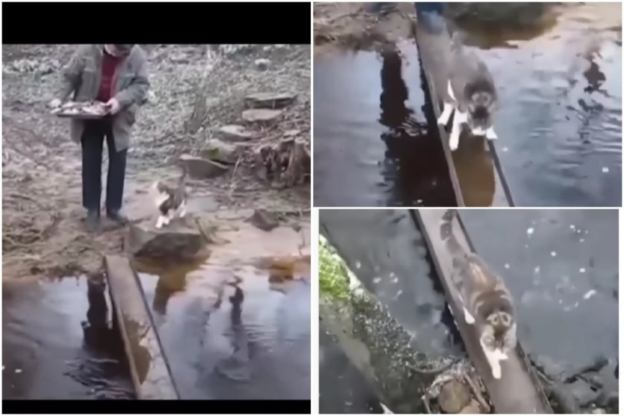 MACINE AKROBACIJE: Ova pametnica je našla način da pređe mokri most i ne pokvasi šapice!