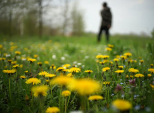 ČUDO NA VAŠEM TRAVNJAKU: Evo kako da iskoristite maslačak za lepotu i zdravlje