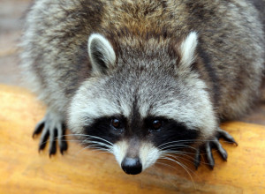 ŠTA BISTE VI URADILI? Mislili da je mrtva životinja u bazenu, kad ono...  (VIDEO)
