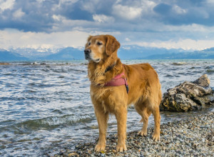VLASNICI SU IZBACILI PSA NA ULICU, SAMO NEKOLIKO DANA KASNIJE ON JE URADIO NEŠTO NEČUVENO: Svi su zajecali kada su čuli za priču nesrećnog psa (FOTO)