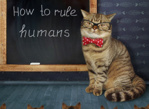 MAČJA ŠKOLA: Niste skoro videli ništa slađe (VIDEO)