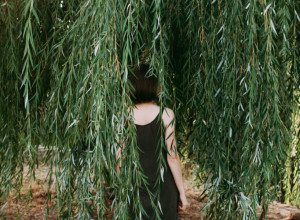 UMESTO ASPIRINA: Evo kako Ruski koriste koru ovog drveta protiv bolova