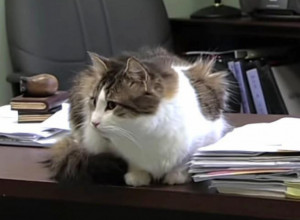 OVAJ MAČOR OSEĆA KADA ĆE NEKO UMRETI! Ono sto uradi pred odlazak pacijenta u staračkom domu slama srce!