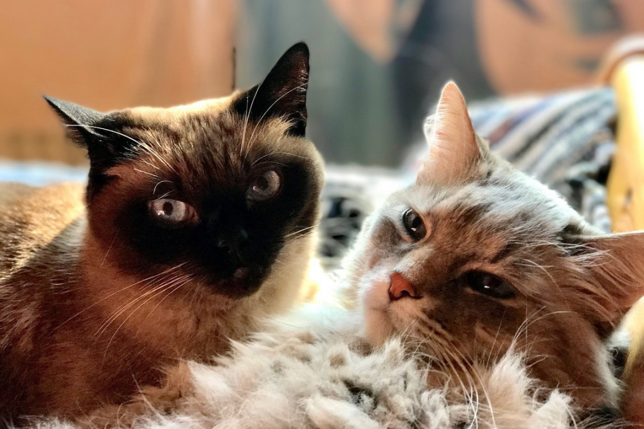 OPUŠTANJE UZ MASAŽU: Prizor koji će vam ulepšati dan