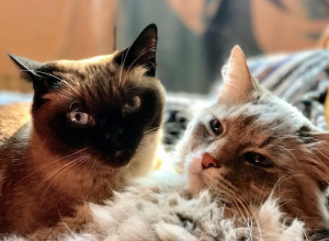 OPUŠTANJE UZ MASAŽU: Prizor koji će vam ulepšati dan