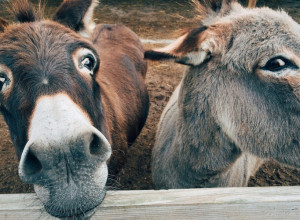 PRIČA KOJA JE RASPLAKALA REGION: Sudbina trudne magarice Đine dira pravo u srce