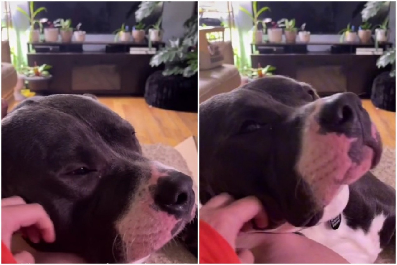 NEĆETE VEROVATI ŠTA OVA KUCA RADI KADA JE MAZE: Njegova neobična reakcija zasmejaće vas do suza!