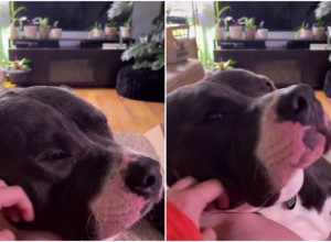 NEĆETE VEROVATI ŠTA OVA KUCA RADI KADA JE MAZE: Njegova neobična reakcija zasmejaće vas do suza!