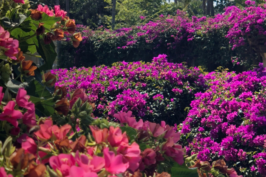 NAJBRŽE RASTU: Idealne biljke za dvorište