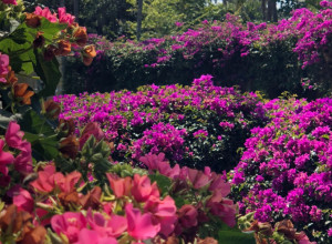 NAJBRŽE RASTU: Idealne biljke za dvorište