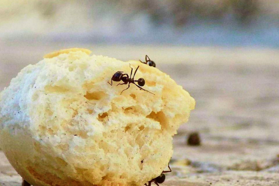 STOP MRAVIMA: Prirodni načini da vas insekti zaobilaze u širokom luku!