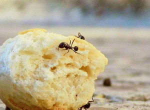 STOP MRAVIMA: Prirodni načini da vas insekti zaobilaze u širokom luku!