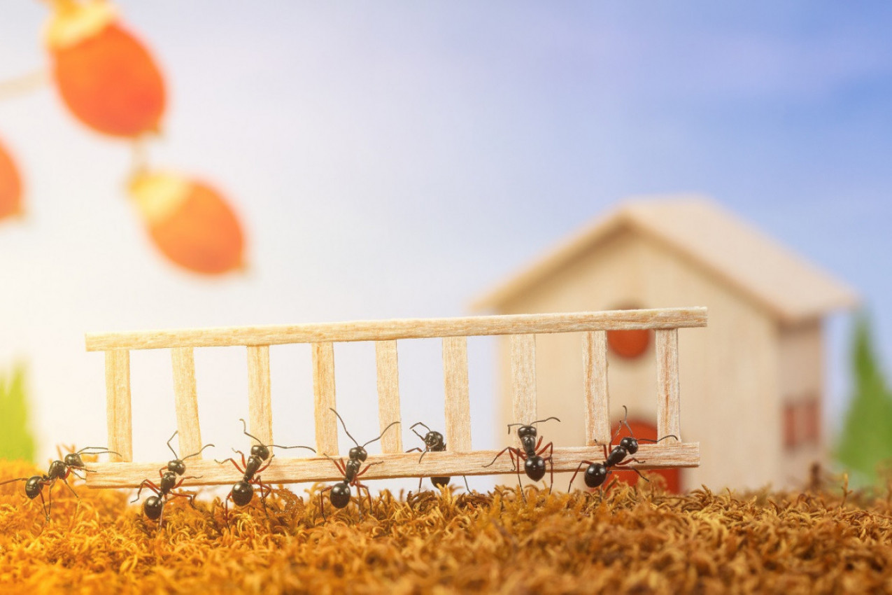 ODBRANITE SE OD INVAZIJE MRAVA! Ovim trikom oteraćete sve nezvane goste proleća!