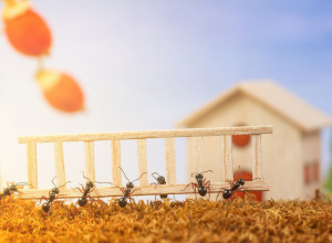 ODBRANITE SE OD INVAZIJE MRAVA! Ovim trikom oteraćete sve nezvane goste proleća!