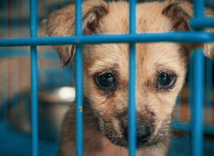 REAKCIJA NAPUŠTENOG ŠTENETA RASPLAKALA SVET! Ostao je sam, a onda su se pojavili ONI!