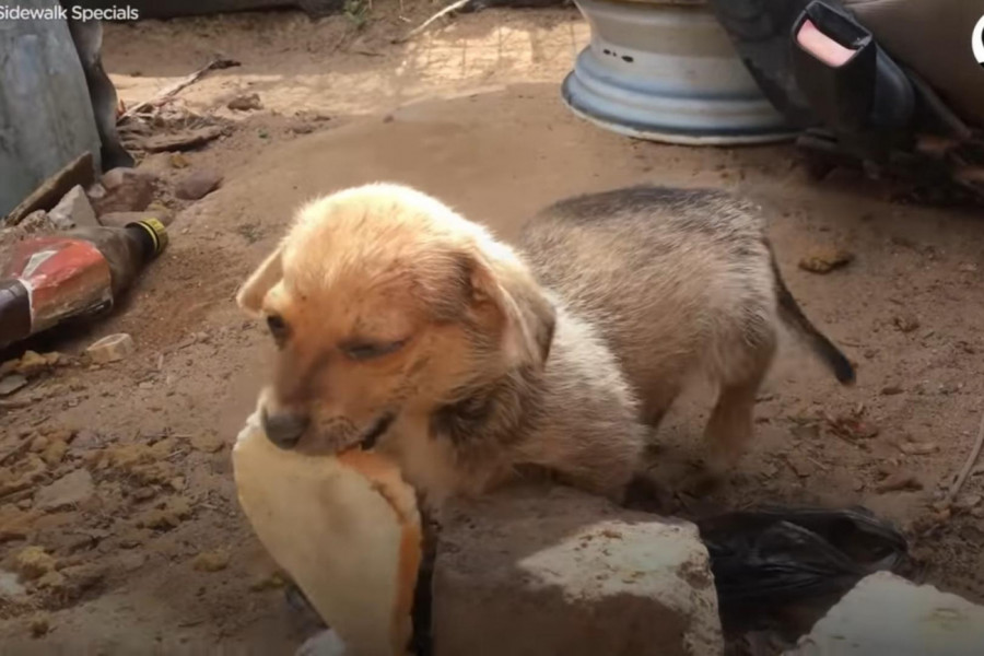 SUZE SAME TEKU: Bio je ostavljen i bolestan, ova kriška hleba bila je sve što ima...
