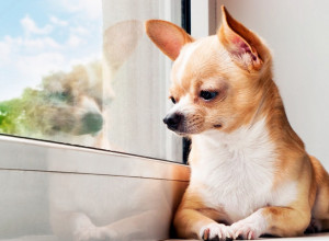 ONI NIKAKO NE MOGU SAMI! 10 rasa pasa koje ne treba udomljavati ako ne možete biti uz njih!