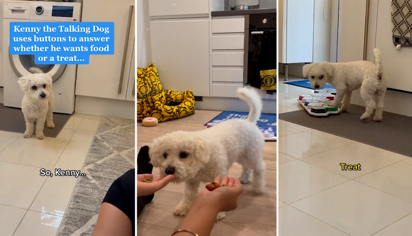 OVAJ PAS GOVORI! Pogledajte neverovatan snimak, nećete verovati svojim očima!