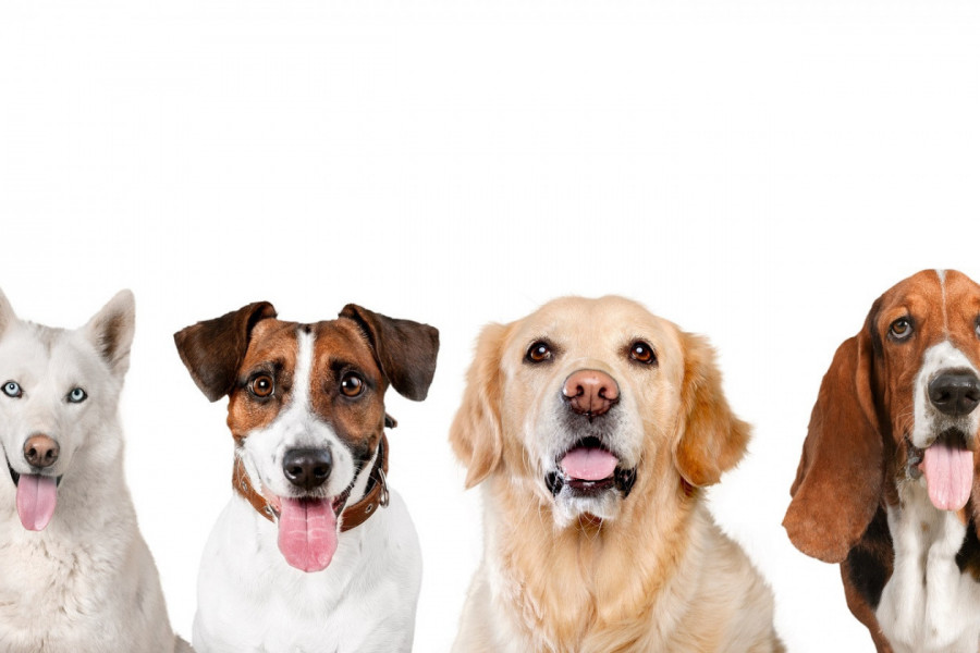 ONI ŽIVE NAJDUŽE! Rase pasa uz koje nećete morati da prebrojavate godine!