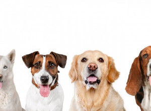 ONI ŽIVE NAJDUŽE! Rase pasa uz koje nećete morati da prebrojavate godine!