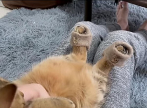 MAČKA ZA DAN OSVOJILA INTERNET! Na putu je da postane prava modna ikona, pogledajte njene šapice!