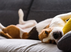 U KOJOJ POZI VAŠ PAS NAJČEŠĆE SPAVA? Evo šta to govori o njemu, 5 je KLJUČNIH položaja!