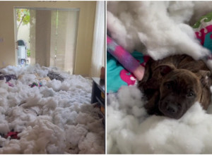 KUCE NAPRAVILE OPŠTI RUSVAJ PO KUĆI: Kada ih je vlasnica uhvatila na delu, reagovale su OVAKO!