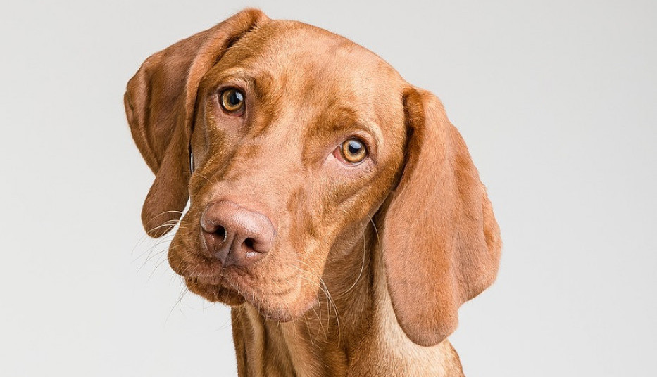 IZGLADNELI PAS JE NASRED ULICE PRIŠAO TEK ROĐENIM MAČIĆIMA! A onda se dogodilo čudo!