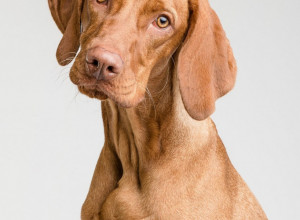 IZGLADNELI PAS JE NASRED ULICE PRIŠAO TEK ROĐENIM MAČIĆIMA! A onda se dogodilo čudo!