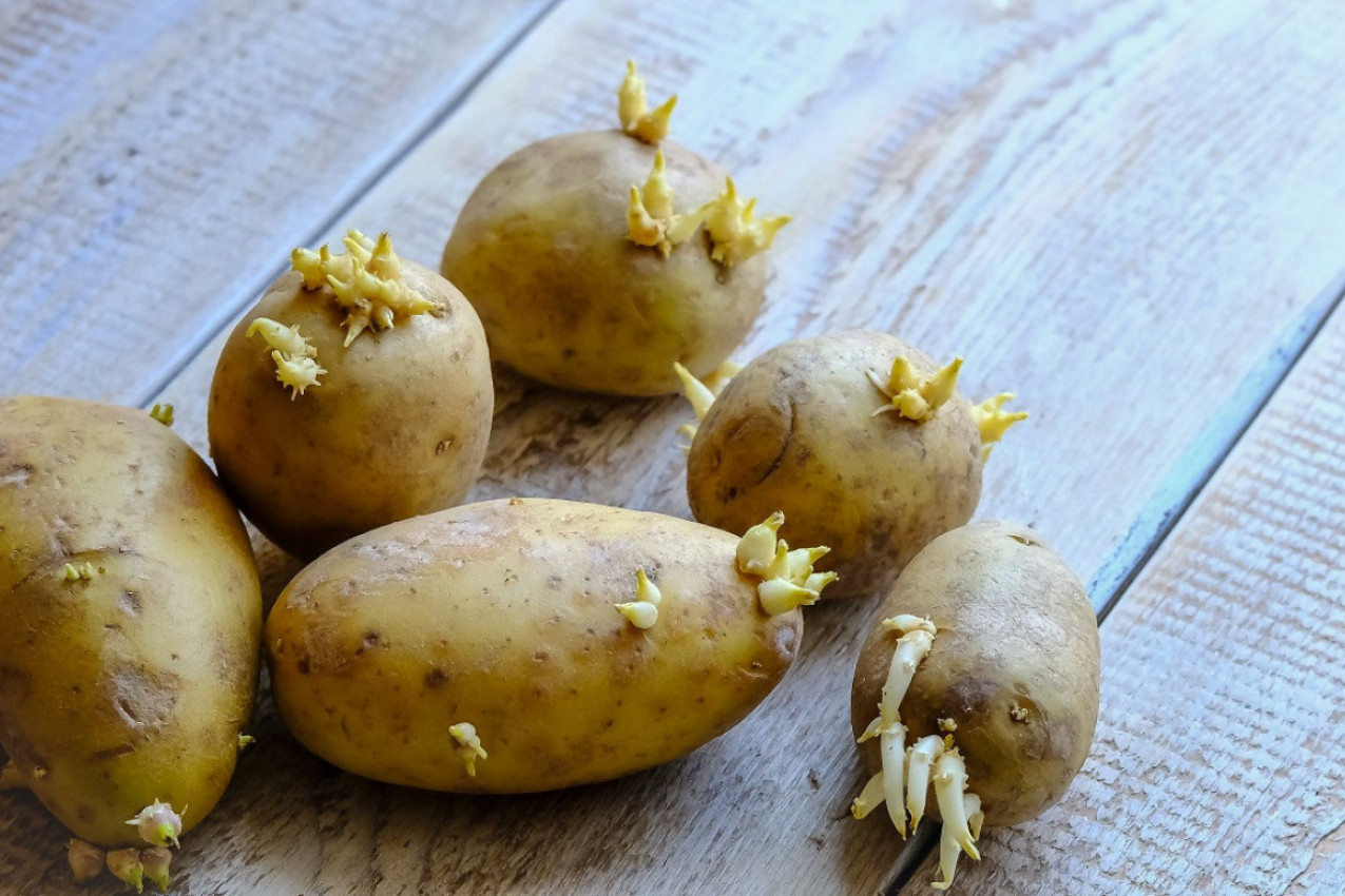 SPREČITE KLIJANJE KROMPIRA POMOĆU JEDNE TRULE JABUKE! Neverovatni trikovi za čuvanje svežine namirnica, evo šta je s pečurkama!