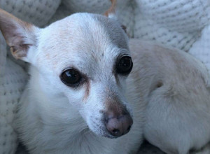 OVO JE NAJSTARIJI PAS NA SVETU! Vlasnica je otkrila tajnu njegove dugovečnosti, a evo koliko zapravo ima godina!