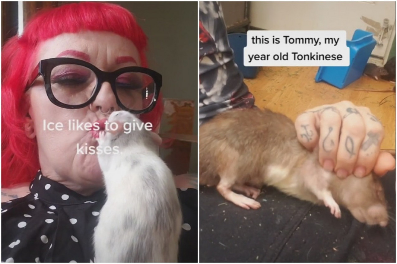 OVA ŽENA ČUVA 50 PACOVA KAO LJUBIMCE! Njuška se sa njima i evo šta im još radi, šokiraćete se!