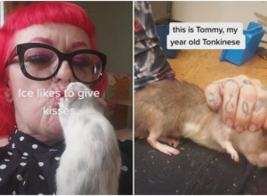 OVA ŽENA ČUVA 50 PACOVA KAO LJUBIMCE! Njuška se sa njima i evo šta im još radi, šokiraćete se!