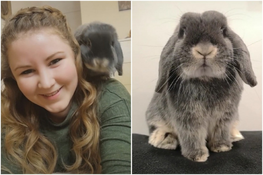 ZEČICA BOROVNICA STALNO ŽELI DA KLOPA: A pogledajte tek kako traži da je neko MAZI! (VIDEO)