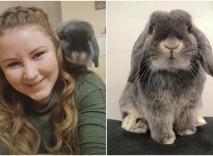 ZEČICA BOROVNICA STALNO ŽELI DA KLOPA: A pogledajte tek kako traži da je neko MAZI! (VIDEO)