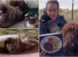 OGROMNOM PSU SU DONELI PATKU! Ono što je usledilo sve je potpuno zaprepastilo! (VIDEO)