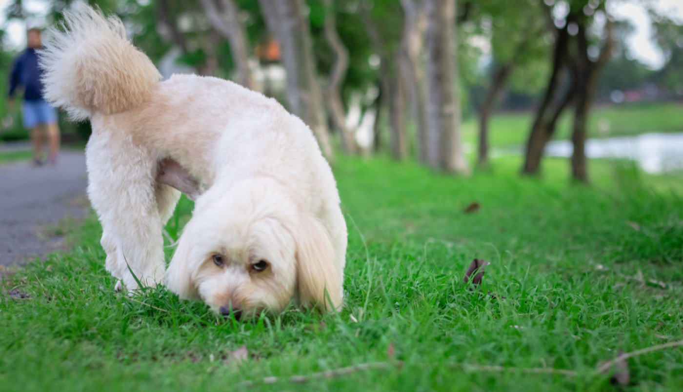PRIMETILI STE DA VAŠ LJUBIMAC JEDE TRAVU? Iznenadićete se zašto je to tako, po sredi nije bol u stomaku!