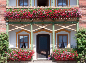 OVO JEFTINO CVEĆE ULEPŠAĆE SVAKI BALKON, SADA GA MORATE SADITI! Oduševiće vas, a lako se održava!
