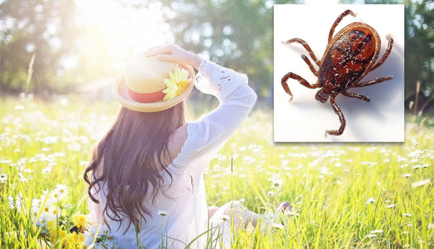 STVARI KOJE SU NAJOPASNIJE S KRPELJIMA! Ako vas ujedu, ovo nikako nije dobro!