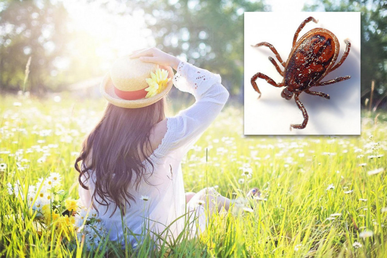 STVARI KOJE SU NAJOPASNIJE S KRPELJIMA! Ako vas ujedu, ovo nikako nije dobro!