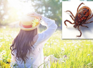 STVARI KOJE SU NAJOPASNIJE S KRPELJIMA! Ako vas ujedu, ovo nikako nije dobro!