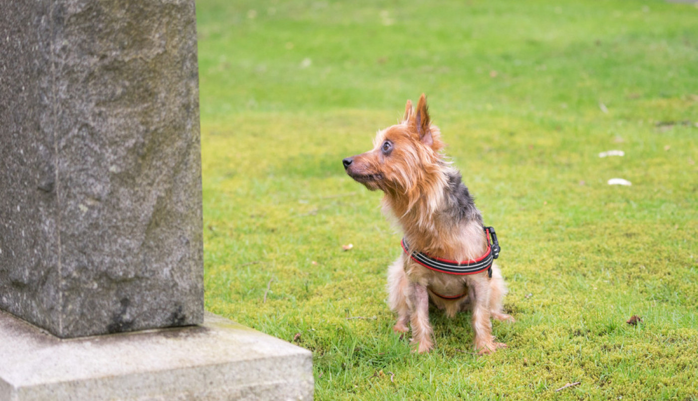 PAS JE DVE NEDELJE SKAPAVAO OD TUGE NA GAZDINOM GROBU! Evo kakva ga je sudbina zadesila, srce da prepukne!