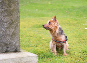 PAS JE DVE NEDELJE SKAPAVAO OD TUGE NA GAZDINOM GROBU! Evo kakva ga je sudbina zadesila, srce da prepukne!