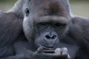 GORILA TEŽAK ZAVISNIK OD MOBILNOG TELEFONA! Pogledajte šta se dogodilo jednoj od najčuvenijih životinja američkog zoo-vrta!