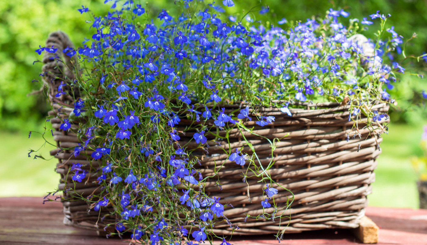 VOLITE CVEĆE, ALI VAŠA TERASA NEMA DOVOLJNO SUNČEVE SVETLOSTI? Ne očajavajte, 4 biljne vrste obožavaju senku!