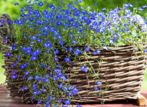 VOLITE CVEĆE, ALI VAŠA TERASA NEMA DOVOLJNO SUNČEVE SVETLOSTI? Ne očajavajte, 4 biljne vrste obožavaju senku!