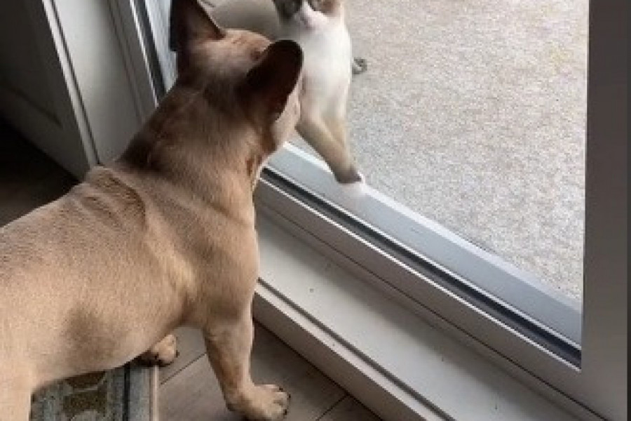 OTKRIVENO ŠTA PAS I MAČKA RADE KAD SU SAMI KOD KUĆE! Urnebesan video nasmejaće vas do suza!