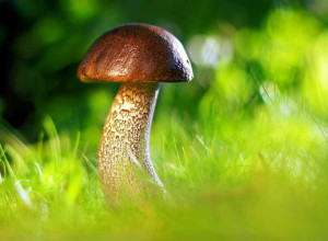 DA LI STE ZNALI ZAŠTO JE MUŠKI POLNI ORGAN U OBLIKU PEČURKE? Naučnici su sve rekli!