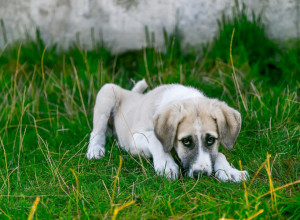 VAŠ PAS IZBACUJE BRAON URIN I IMA MODRICE PO KOŽI? Evo šta se događa, odgovorna je jedna vrsta INSEKTA!